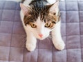 Beautiful cat laying down with paws over edge looking at camera Royalty Free Stock Photo