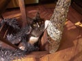 Kitten laying on his back in a basket with a white paw over his mouth; silver tinsel in his lap. Taking a break from hanging