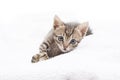 Kitten laying in a white blancket Royalty Free Stock Photo