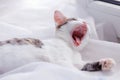 Kitten lays on the window sill and gapes