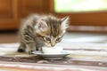 kitten licking milk from a small saucer Royalty Free Stock Photo