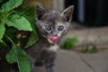 The kitten licks its nose looking out of the thicket. A hunting cat watches its prey and wants to eat it. Hunger and thirst