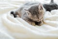 Kitten licks paw while lying on comfortable soft bed. Cat rest napping on white soft blanket. Royalty Free Stock Photo