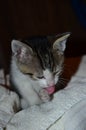 Kitten licks paw Royalty Free Stock Photo