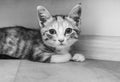 Kitten lies on the floor in the house. Black and white photo