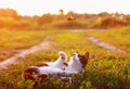 kitten lies on summer Sunny meadow in green grass and catches paw flying bright butterfly