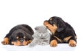 Kitten lies between the two rottweiler puppies. Isolated on white