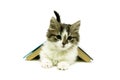 Kitten lies under the open book on white background Royalty Free Stock Photo