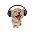 Kitten listens to music in earphones