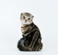 Kitten look back Royalty Free Stock Photo