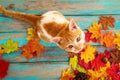 Kitten look up and sitting on maple leaves in autumn.