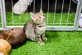 Kitten looked up with sad in the pet store