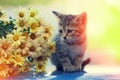 Kitten looking at bouquet of daisy flowers Royalty Free Stock Photo