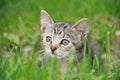 Kitten looking in the grass Royalty Free Stock Photo