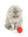 Kitten looking at red clew Royalty Free Stock Photo