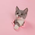 The kitten is looking through torn hole in pink paper. Playful mood kitty. Unusual concept, copy space Royalty Free Stock Photo