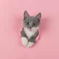 The kitten is looking through torn hole in pink paper. Playful mood kitty. Unusual concept, copy space Royalty Free Stock Photo
