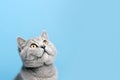 kitten looking up on blue background, AI generated