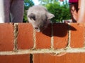 Kitten looks down over brick ledge, two people standing behind him