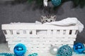 The kitten looks out of the basket. Christmas kitten in the basket. Royalty Free Stock Photo