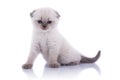 Kitten Royalty Free Stock Photo