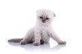 Kitten Royalty Free Stock Photo
