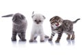 Kitten Royalty Free Stock Photo