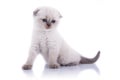 Kitten Royalty Free Stock Photo