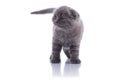 Kitten Royalty Free Stock Photo