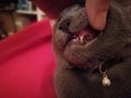 kitten losing his baby teeth