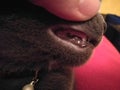 kitten losing his baby teeth