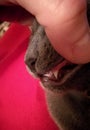 kitten losing his baby teeth