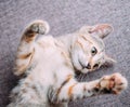 Kitten lying on back with paws up. Royalty Free Stock Photo