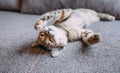 Kitten lying on back on sofa.