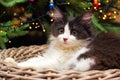 Kitten Lying in Basket before on a Christmas Tree Royalty Free Stock Photo