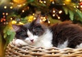 Kitten Lying in Basket before on a Christmas Tree Royalty Free Stock Photo