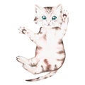 The kitten is lying belly up. Watercolor illustration. Isolated on a white background. For design. Royalty Free Stock Photo