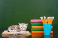 Kitten lying on the books near empty green chalkboard Royalty Free Stock Photo