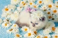 Kitten lying on chamomile flowers Royalty Free Stock Photo