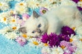 Kitten lying on chamomile flowers Royalty Free Stock Photo