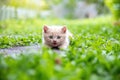 Kitten lying down, mouth open, staring at camera act like an ambush Royalty Free Stock Photo