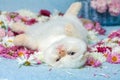Kitten lying on the flowers Royalty Free Stock Photo