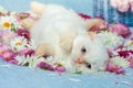 Kitten lying on flowers Royalty Free Stock Photo