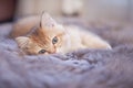 The kitten is lying on a fur blanket