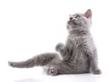 Scottish straight kitten. Isolated on a white background. A gray fluffy kitty Royalty Free Stock Photo