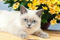 Kitten lying near flowers Royalty Free Stock Photo