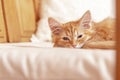 Kitten lying on the pillow. Little peach-colored kitten fell asleep Royalty Free Stock Photo