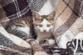 The kitten is lying on the plaid and looking attentively ahead Royalty Free Stock Photo