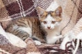 The kitten is lying on the plaid and looking attentively ahead Royalty Free Stock Photo