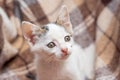 The kitten is lying on the plaid and looking attentively ahead Royalty Free Stock Photo